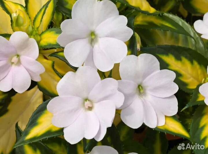 Бальзамин пестролистый Санпатиенс (Новогвинейский)