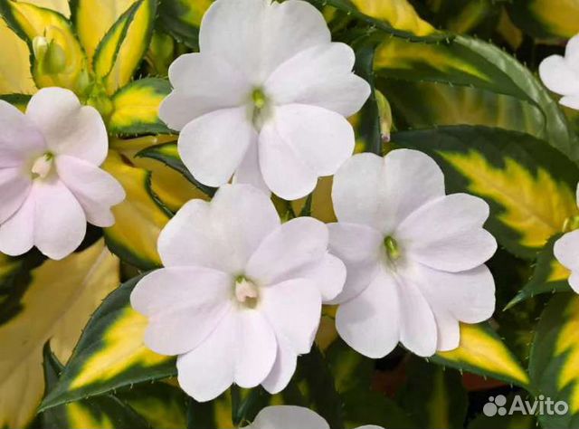 Бальзамин пестролистый Санпатиенс (Новогвинейский)