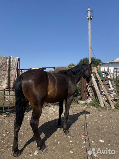 Жеребчик карачаевской породы, возраст 1,5