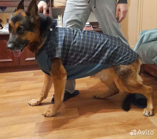 Одежда для собак