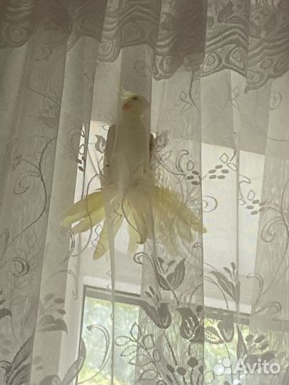 Попугаи кореллы