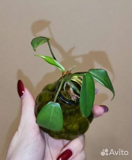 Филодендрон меджик маск детки