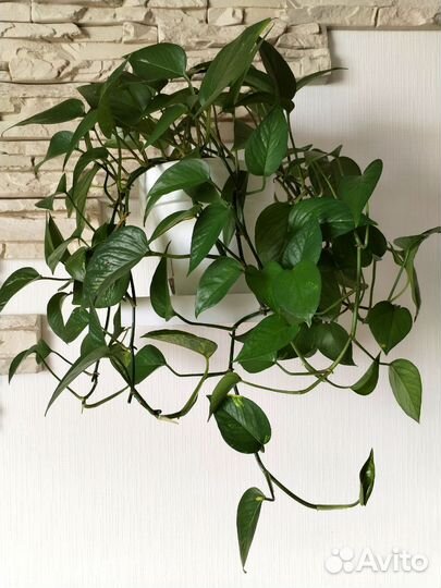 Сциндапсус