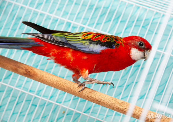 Розелла красная птенцы