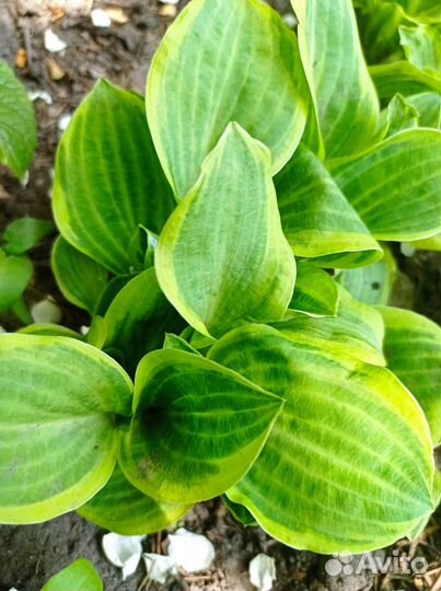 Хосты. Добавила гейхеры и бузульник