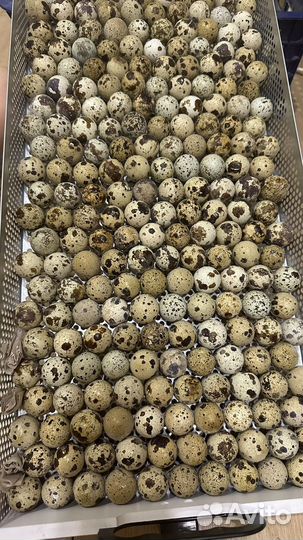 Инкубационное яйцо перепела,птица разных возрастов