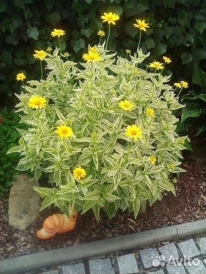 Цветы многолетники