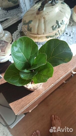 Монстера Манки Маск, Минима. Пальма Арека