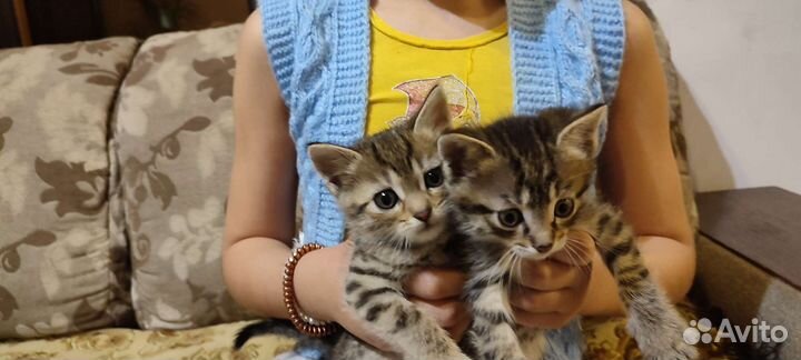 Кошка в дар бесплатно