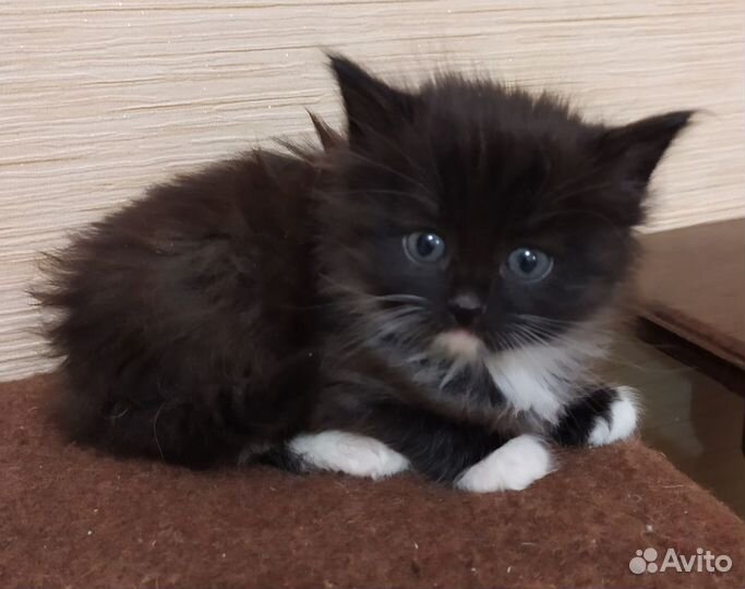 Сибирские котята