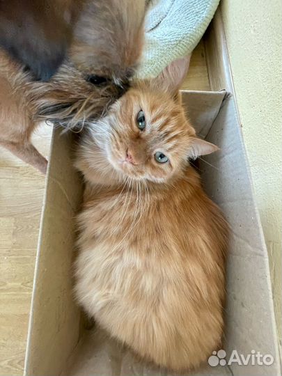 Выгул собак