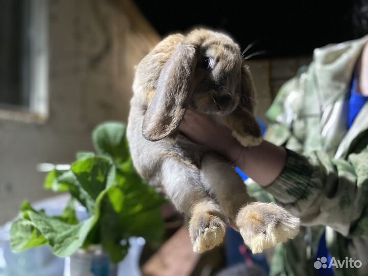 Кролик французский баран