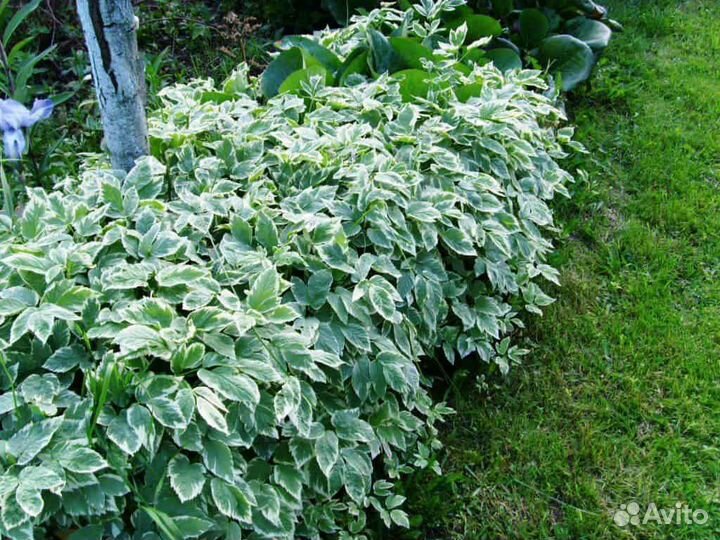 Сныть пестролистная