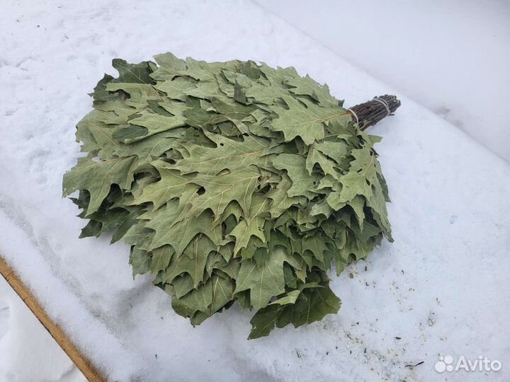 Веники канадский дуб