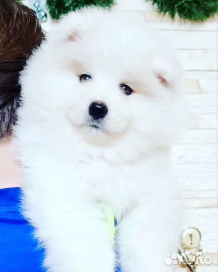 Щенки самоеда