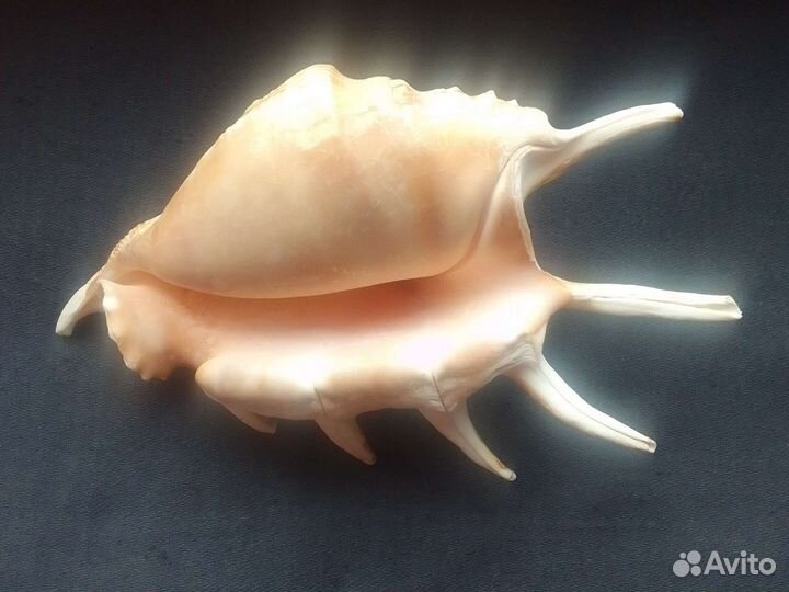 Ракушка морская большая