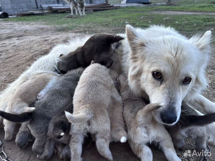 Щенок в добрые руки