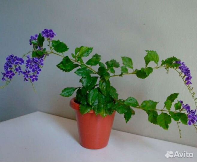 Дуранта комнатное растение