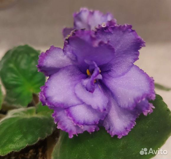 Фиалка обмен