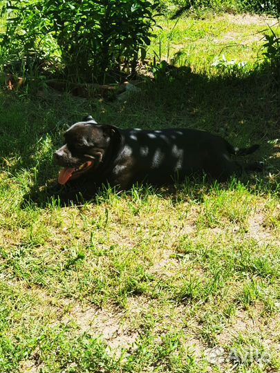 Вязка кобеля стаффордширский бультерьер