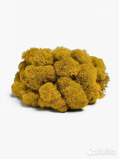 Мох стабилизированный оптом и в розницу