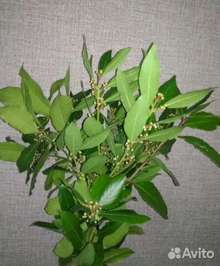 Лаврушка свежая