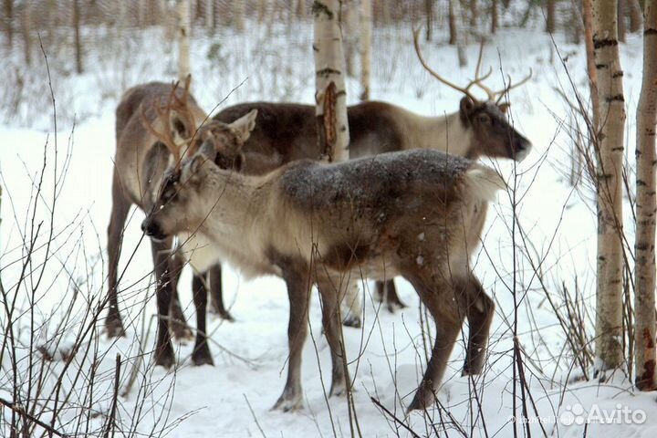 Мягкие носы - сильные лапы