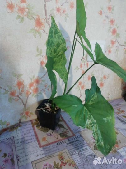 Сингониумы