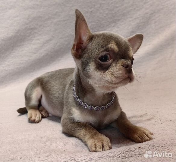 Ромео. Лилово-подпалый. Чихуахуа