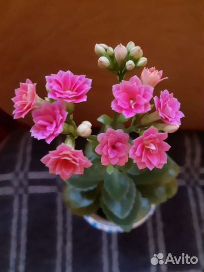 Комнатные цветы ждут вас