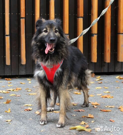 Красавчик Шмель