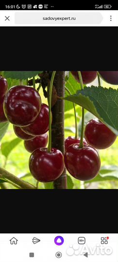 Саженцы вишни