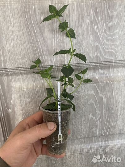 Сортовая Мята