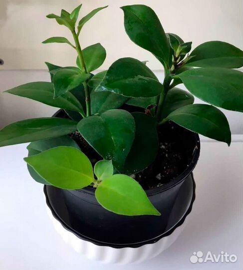 Эсхинантус жар птица