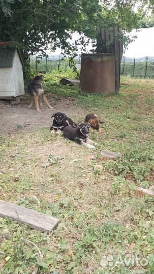 Сторож и компаньон - овчарка в добрые руки