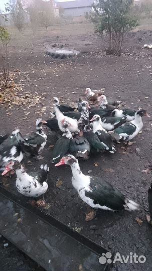 Домашняя утка