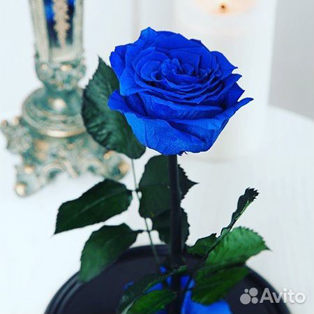 Роза в колбе