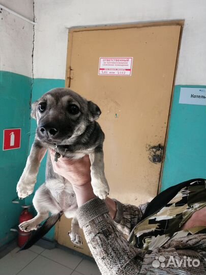 Собака в добрые руки