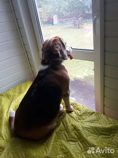 Передержка домашних животных