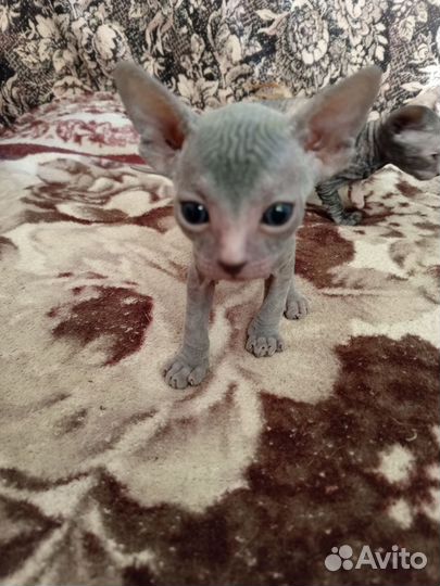 Донской сфинкс