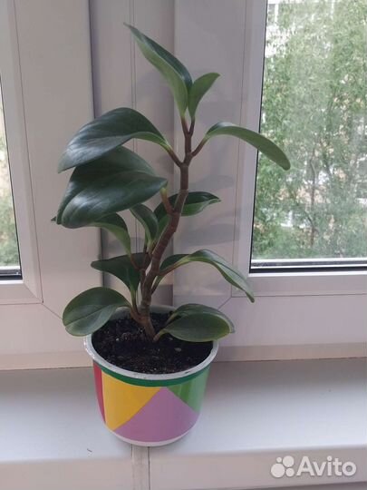 Разные цветочки