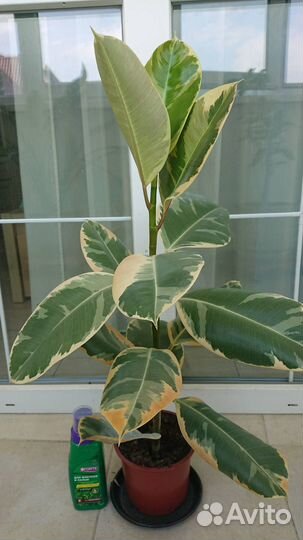 Фикус каучуконосный (эластика)