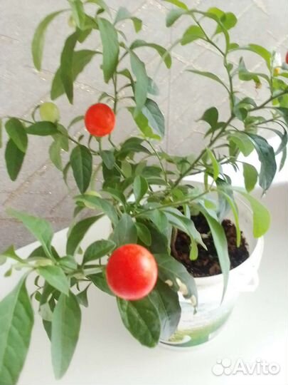 Паслен комнатный