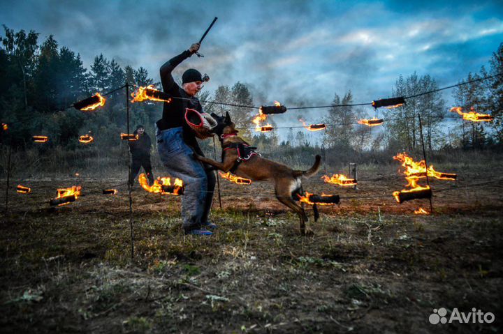 Дрессировка собак