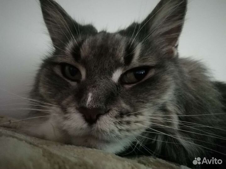 Кошка мейн-кун в дар