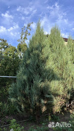 Можжевельник скальный