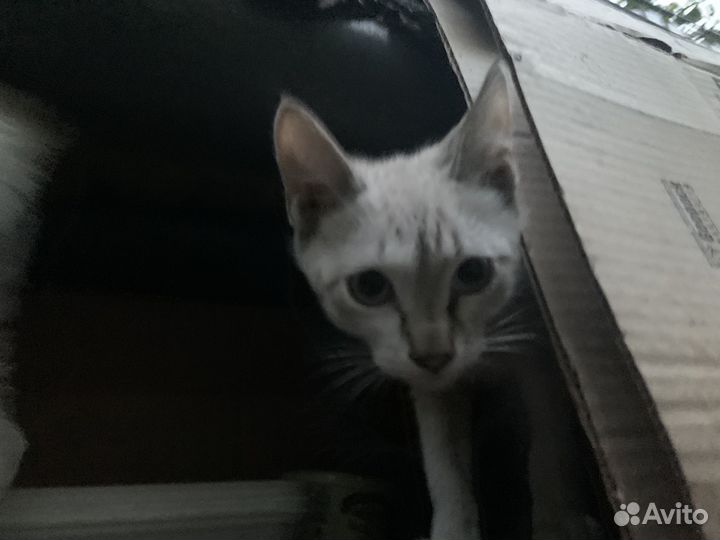 Кошка в дар