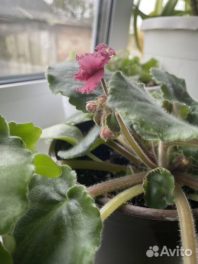 Фиалка в горшках