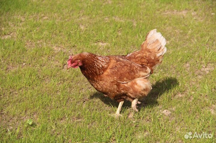 Курицы несушки доставка