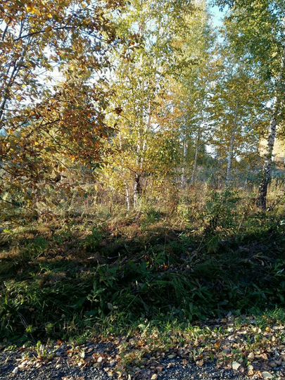 Участок 6,5 сот. (ИЖС)